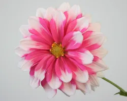 Flower 1