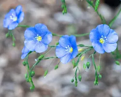 Flower 12