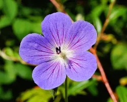 Flower 2
