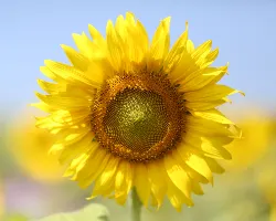 Flower 4