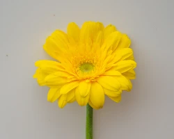 Flower 8