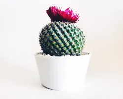 Flower 6