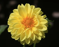 Flower 11