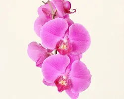 Flower 7