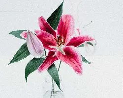Flower 9