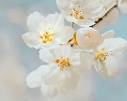 Flower 10